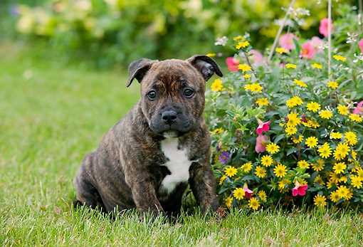 Basic Quality Staffordshire Bull Terrier