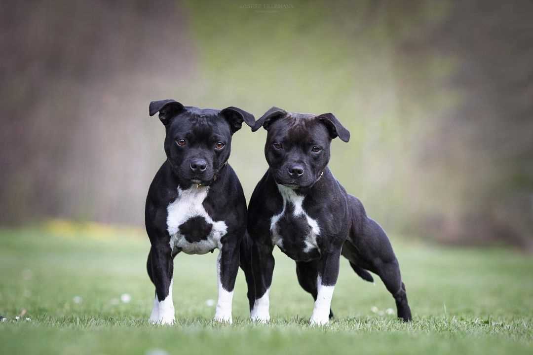 Getting a Staffordshire Bull Terrier