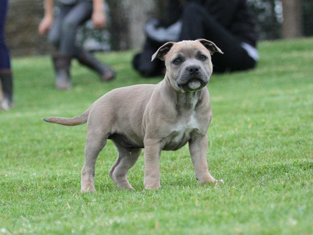 Champion Bloodline Staffordshire Bull Terrier