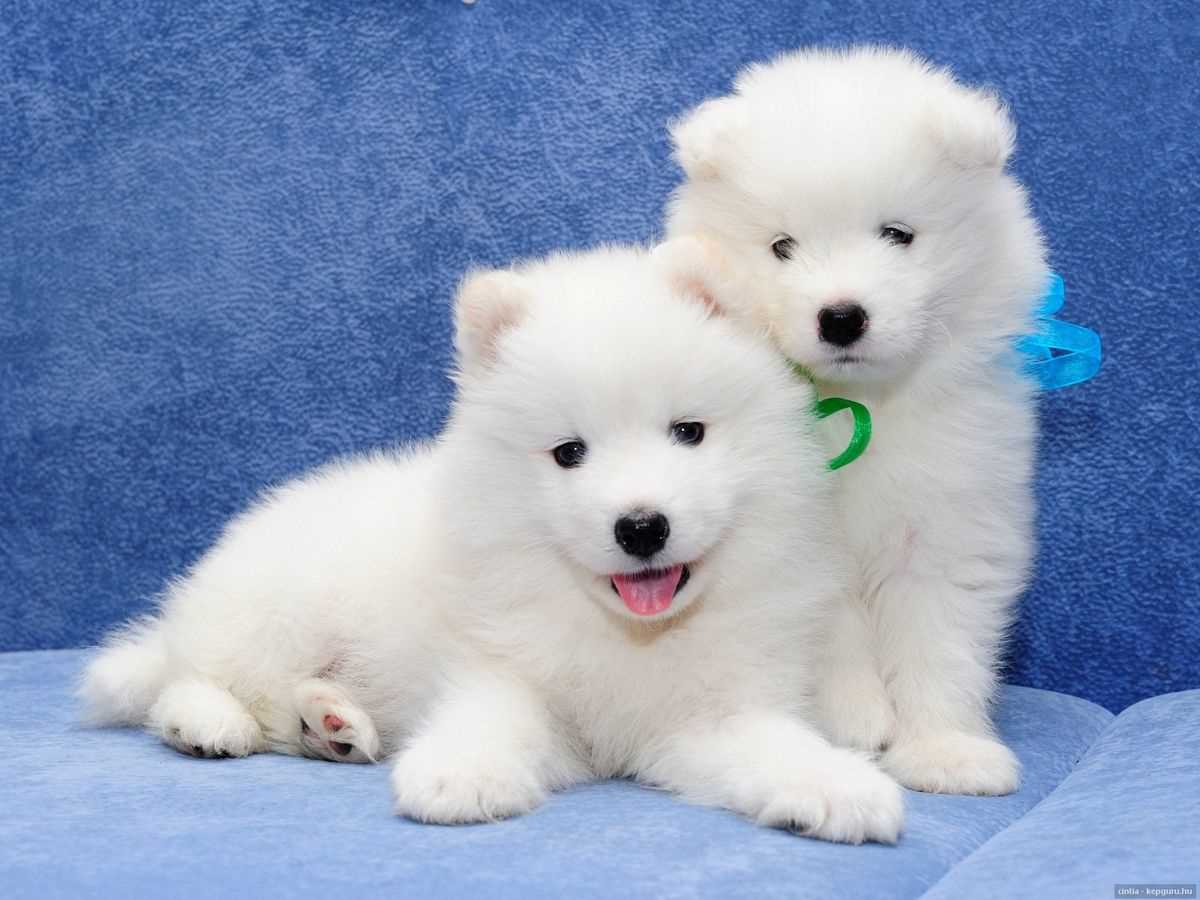 Pet Quality American Eskimo