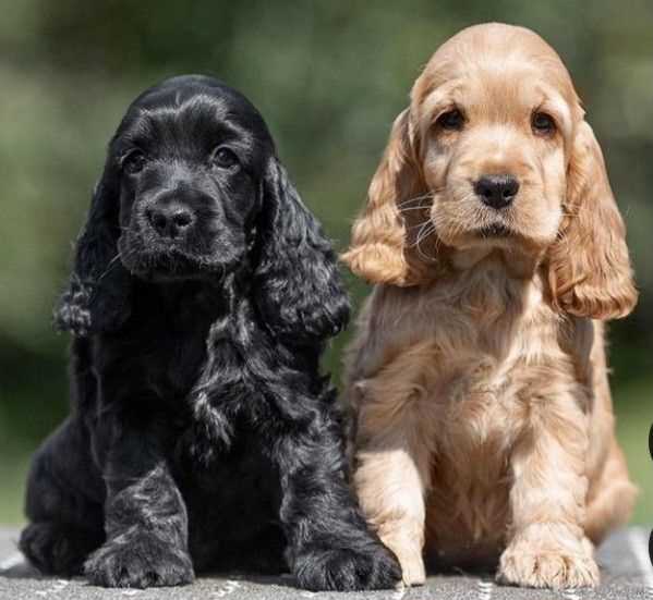 Champion Bloodline English Cocker Spaniel