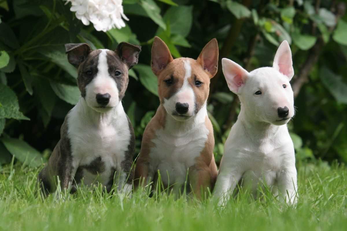 Getting a Bull Terrier