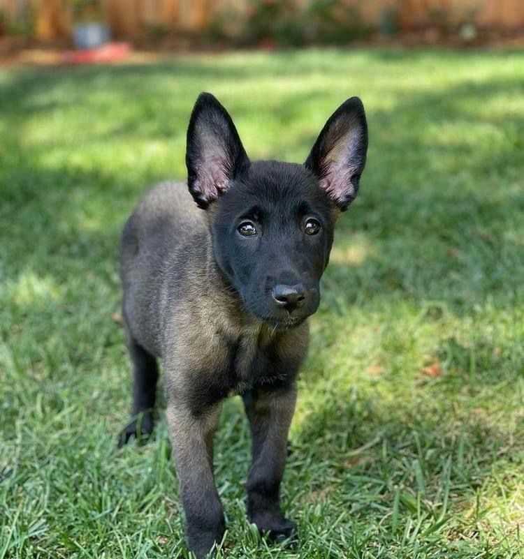 KCI Registered Belgian Shepherd