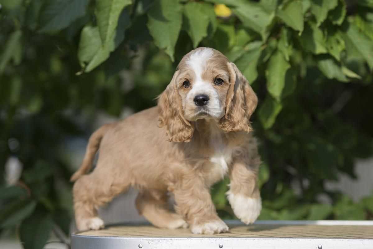 Getting a American Cocker Spaniel