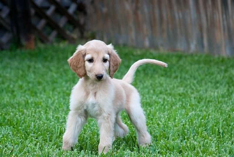 Basic Quality Afghan Hound