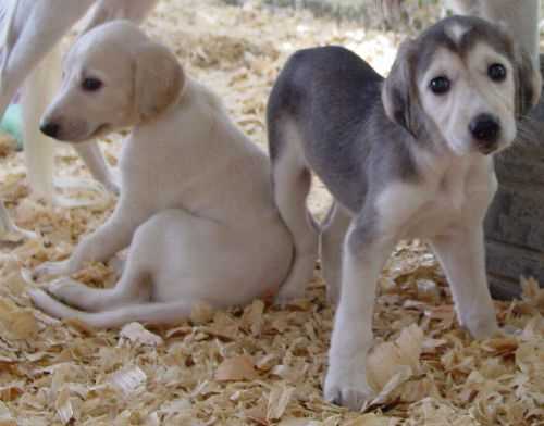 KCI Registered Saluki