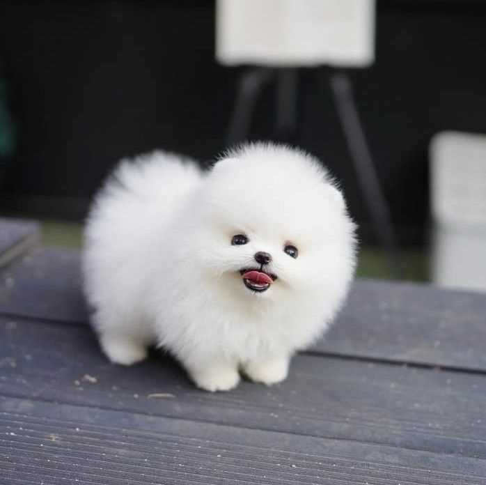 Getting a Teacup Pomeranian