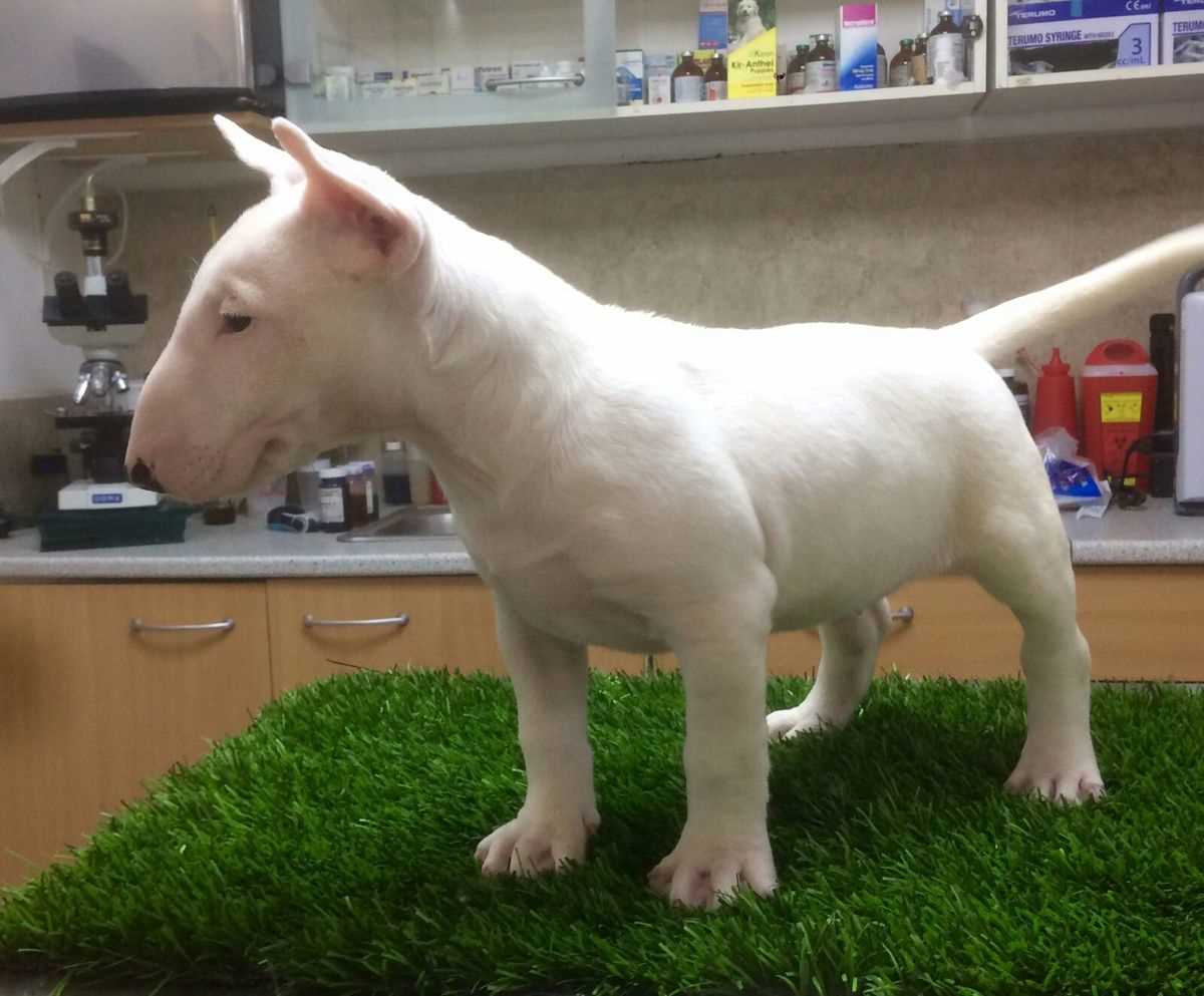 Champion Bloodline Bull Terrier