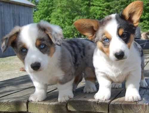 KCI Registered Cardigan Welsh Corgi
