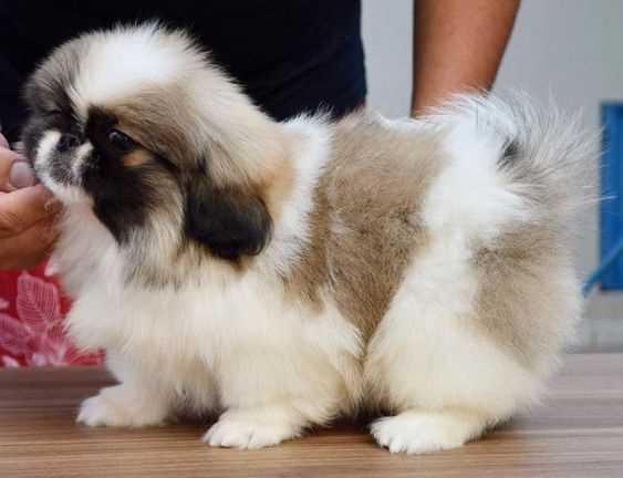 KCI Registered Pekingese