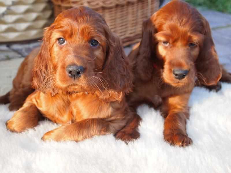 Champion Bloodline Irish Setter