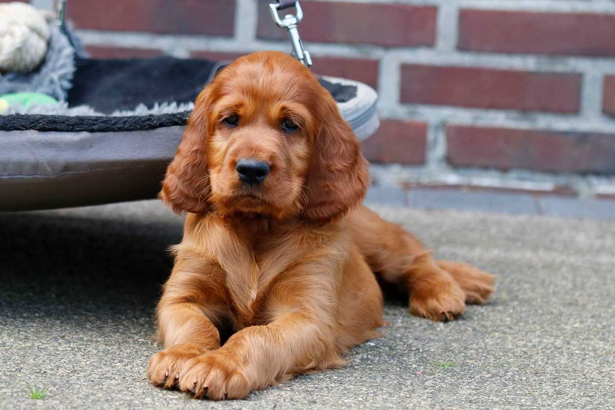 Basic Quality Irish Setter