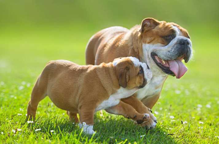 British Bulldog For Sale In Jaipur