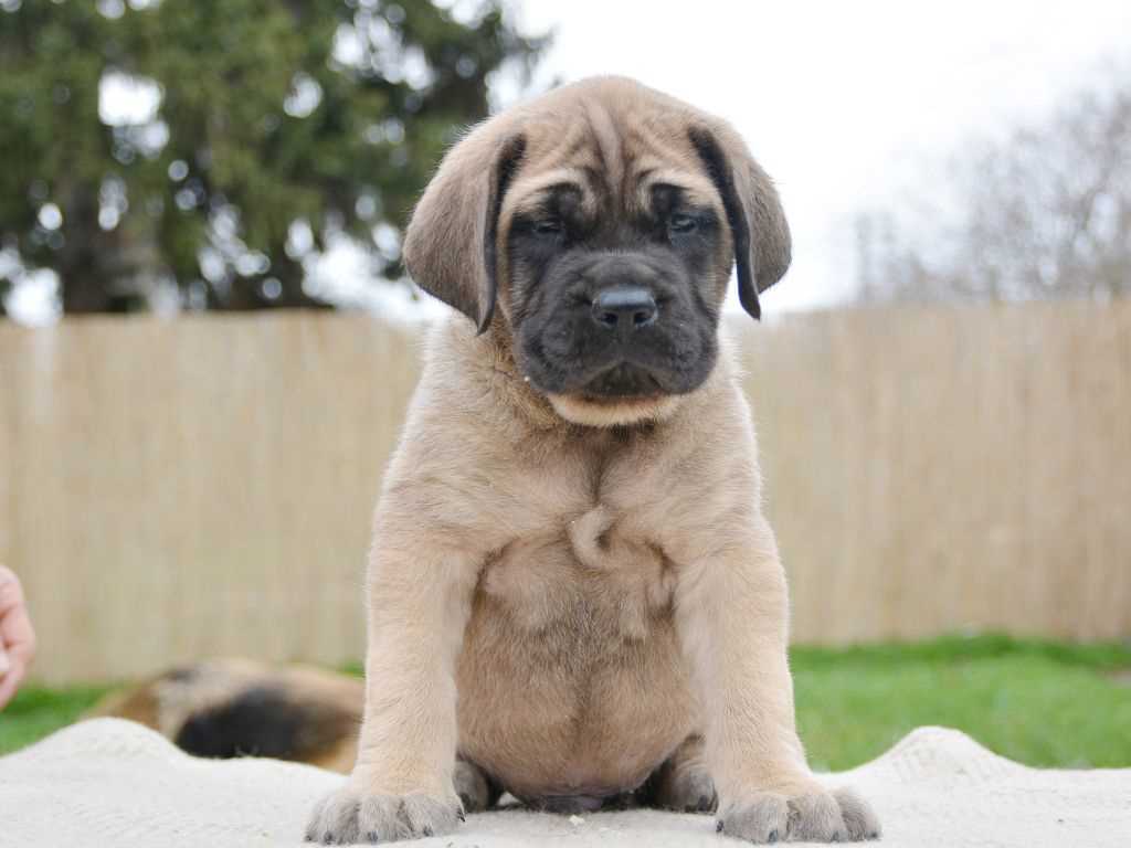 English Mastiff For Sale In Mumbai