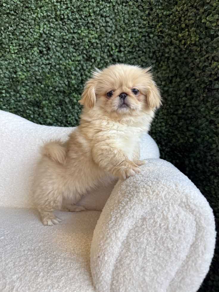 Pekingese For Sale In Pune