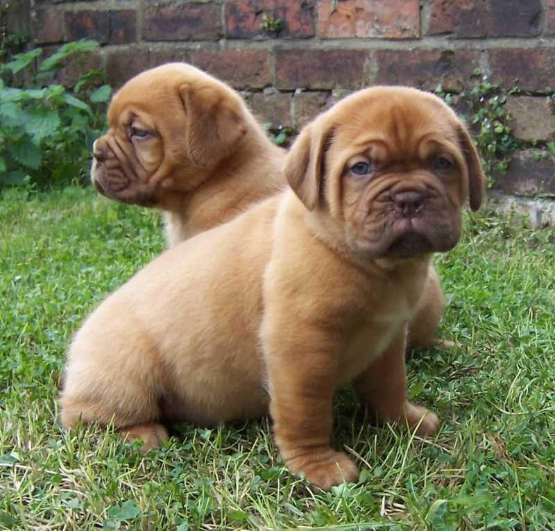 Basic Quality French Mastiff