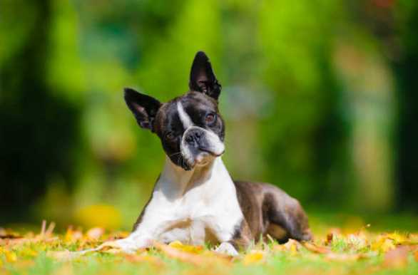 Boston Terrier For Sale In Bangalore