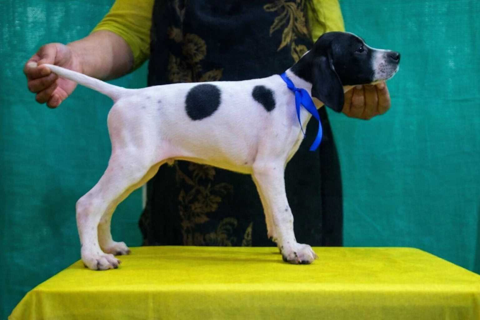 Pet Quality Pointer
