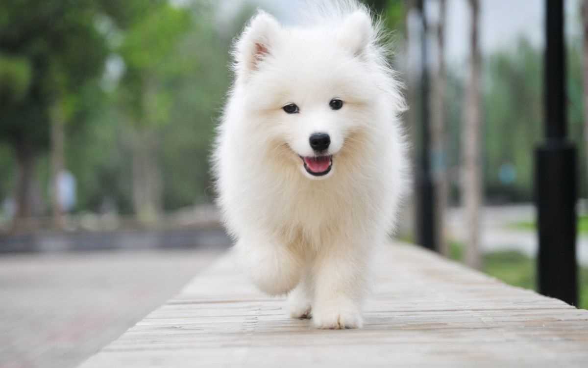 Getting a American Eskimo