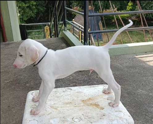 Basic Quality Mudhol Hound