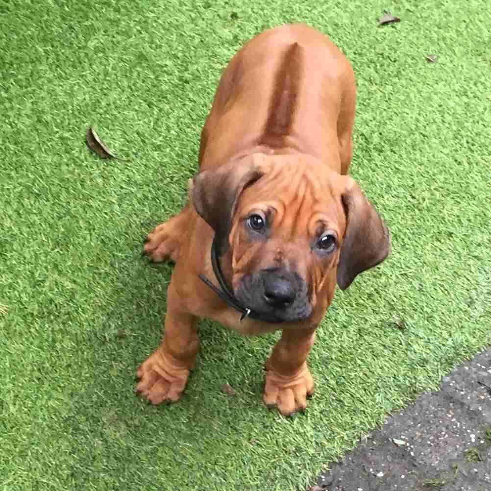Rhodesian Ridgeback For Sale In Hyderabad