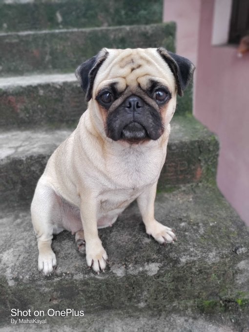 Pug Dogs For Mating In Kanchipuram