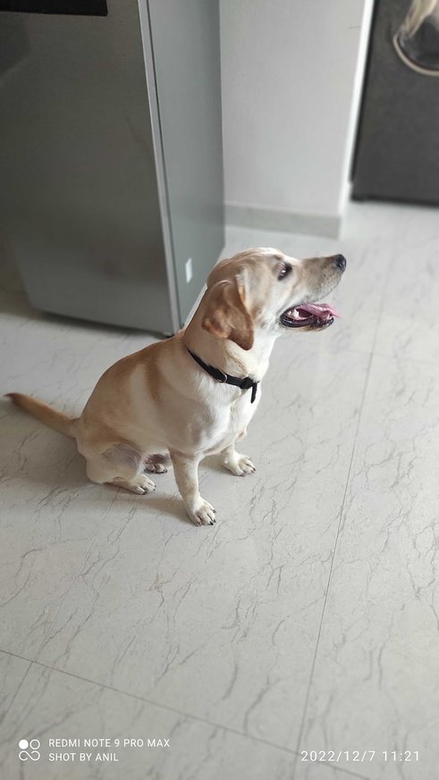 Labrador Retriever Dogs For Mating In Secunderabad