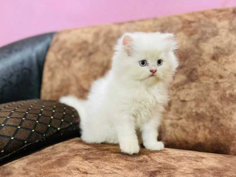 Basic Quality Persian