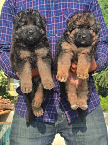 Mr n Mrs Pet