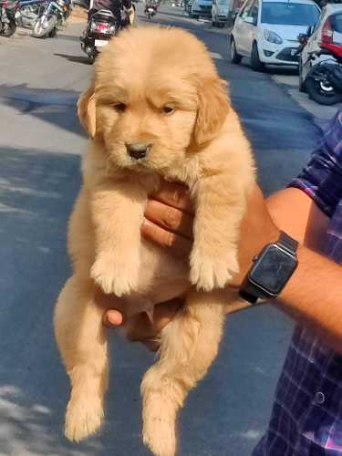 Golden Retriever For Sale In Udaipur Tripura