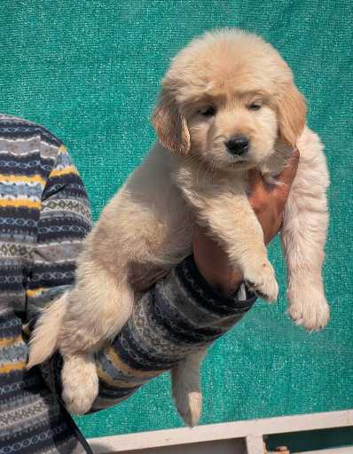 Golden Retriever For Sale In Kozhikode