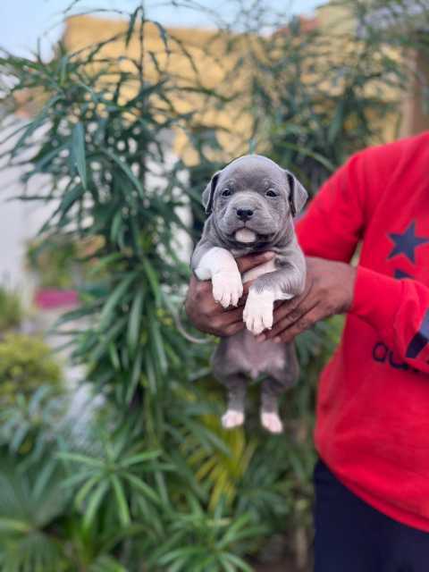 American Bully For Sale In Udaipur Tripura