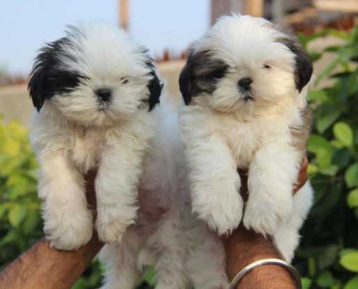 Shih Tzu For Sale In Udaipur Tripura