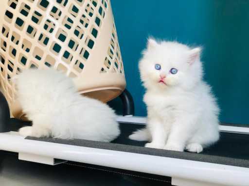 Persian For Sale In Chhota Udaipur