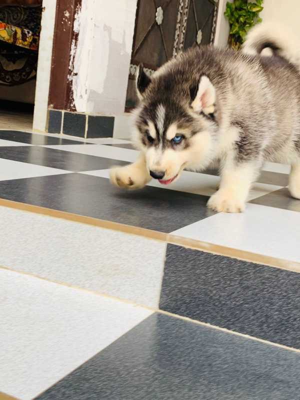 Siberian Husky For Sale In Marmagao
