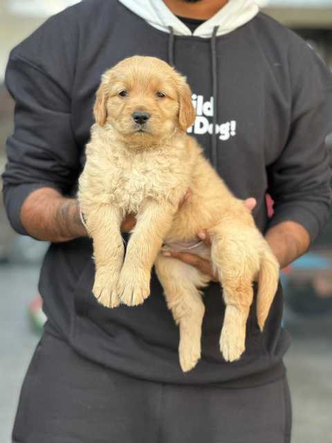 Mr n Mrs Pet