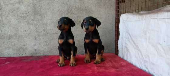 I want to buy a hot sale doberman puppy