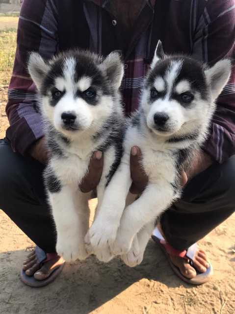 Siberian Husky For Sale In Marmagao