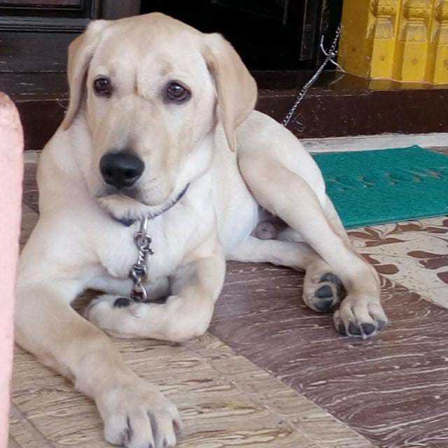Labrador Retriever Dogs For Mating In Pondicherry