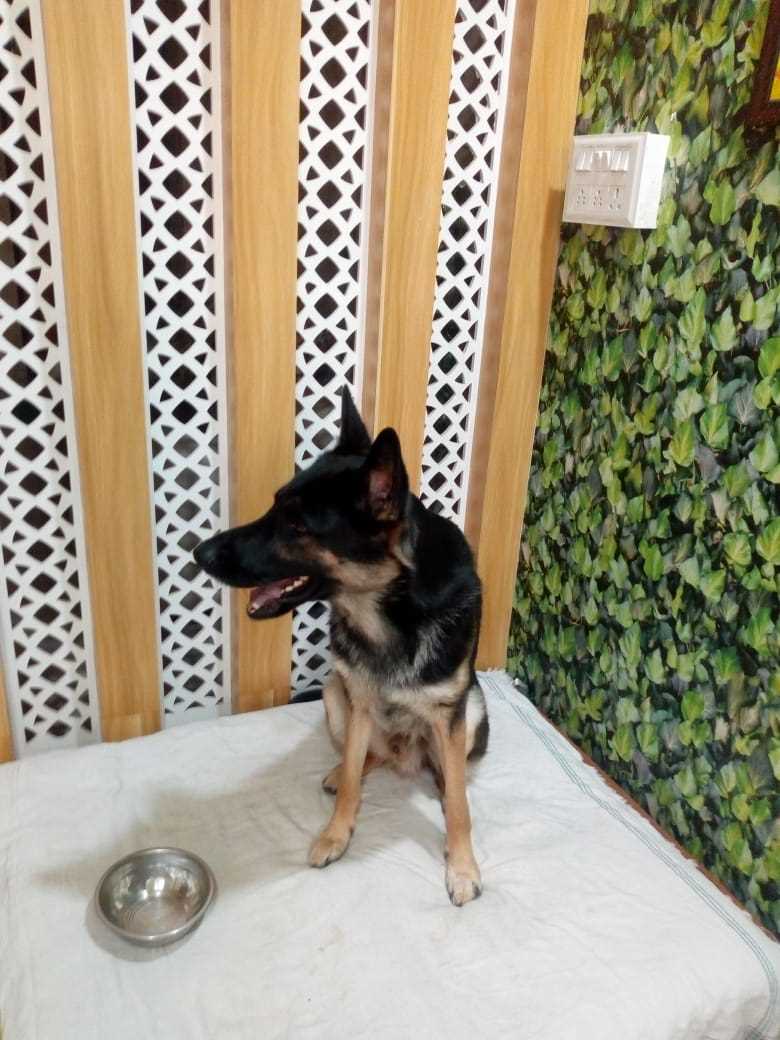 Puppies and Dogs for Adoption in Bhopal | Mr n Mrs Pet