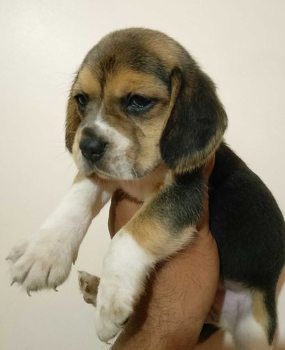 Beagle price in sales rupees