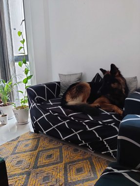 German Shepherd Dogs For Mating In Pune