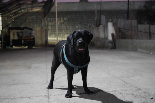 Labrador Retriever Dogs For Mating In Pune