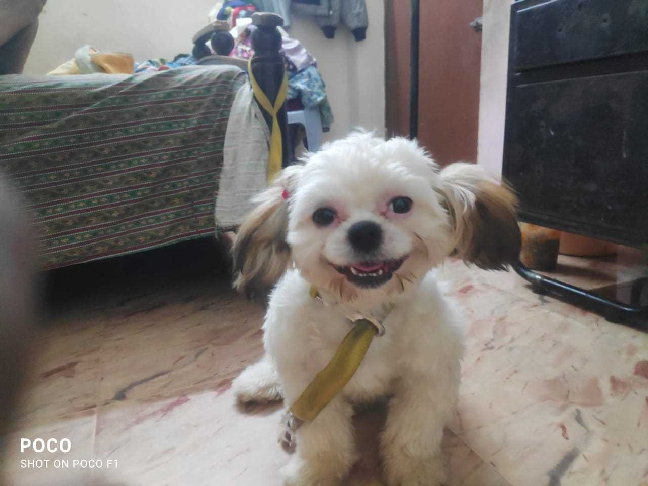 Shih Tzu Dogs For Mating In Chennai