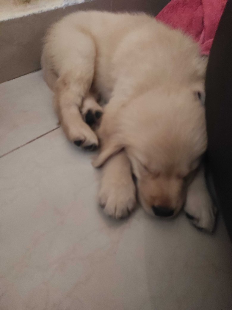 Golden Retriever For Sale In Chennai