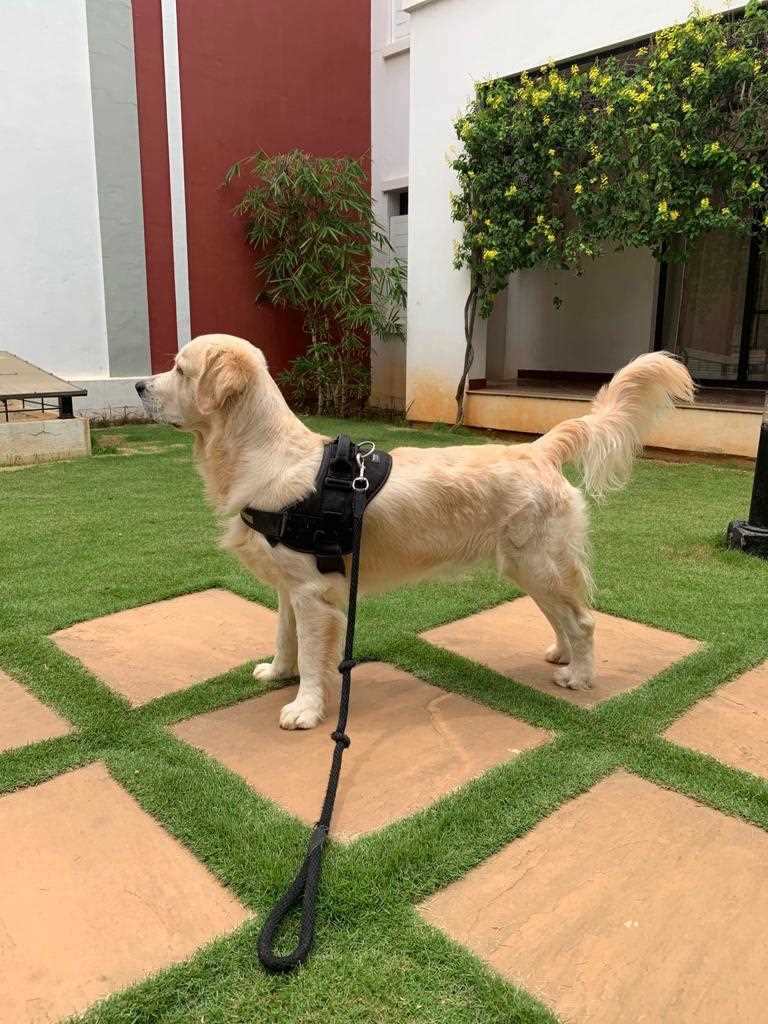 Golden Retriever Dogs For Mating In Bangalore