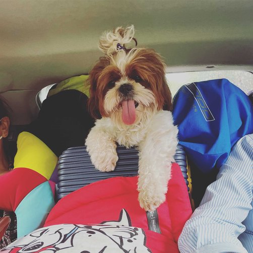 Shih Tzu Dogs For Mating In Pune