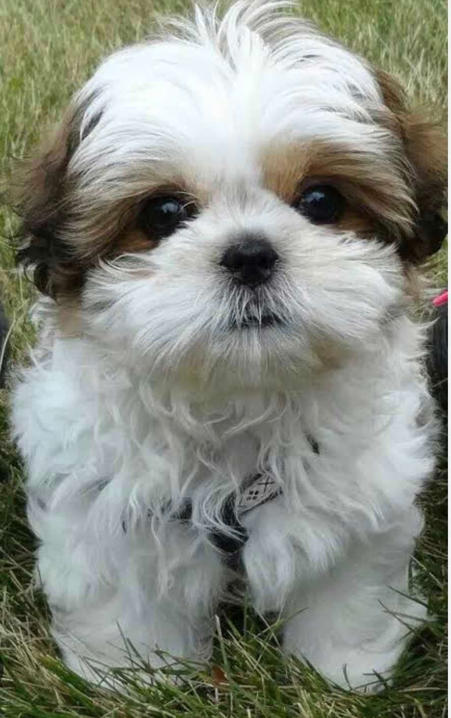 Shih Tzu For Sale In Pondicherry