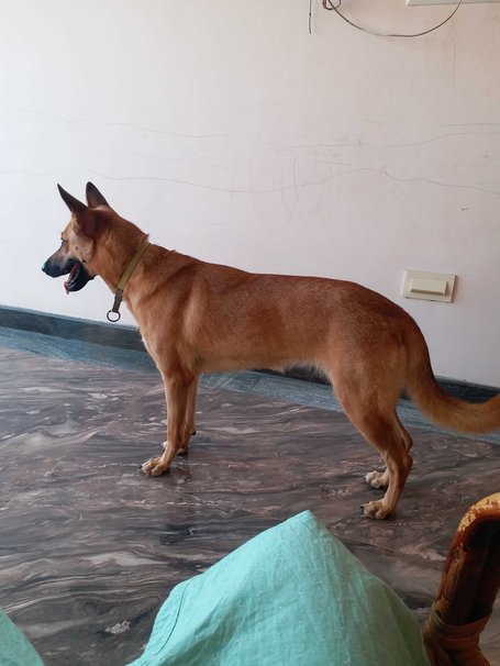 German Shepherd Dogs For Mating In Chennai