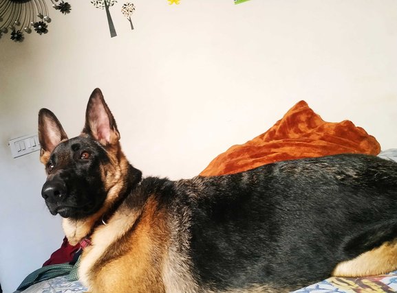 German Shepherd Dogs For Mating In Delhi